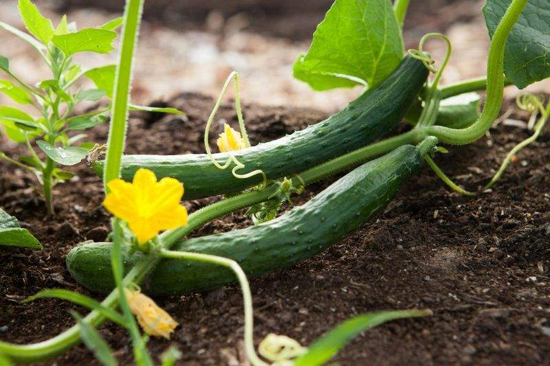 Frühjahrsfit im Garten: Die wichtigsten Arbeiten im März