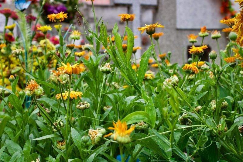 Grünblick Gartenservice GmbH 13